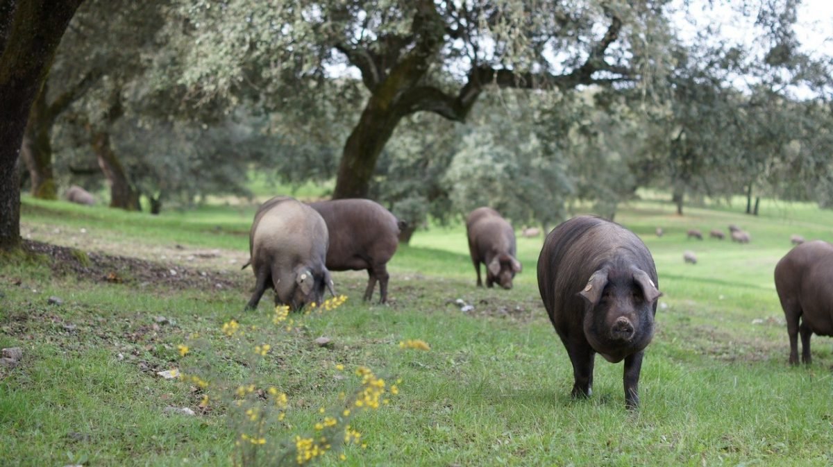 cerdo ibérico características y alimentación
